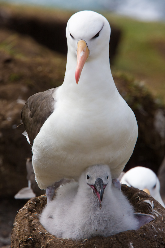 Black-Browed Albatross And Chick
